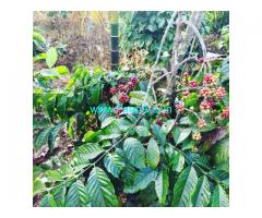 2 acre coffee estate for sale in Mudigere