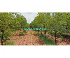 29 Acres Fully Developed Farm land near Hiriyur