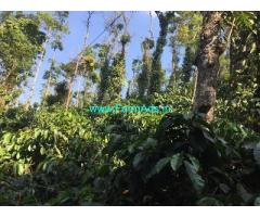 4 acre coffee Areca plantation for sale at Saklehspura Mudigere border
