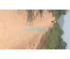 313 Acres Agriculture Land  For Sale In Kanigiri