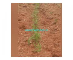 8.5 Acres Agriculture Land  For Sale In Nidigallu
