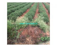 20 Guntas Farm Land For Sale In Doddabalapura