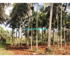 20 Acres Coconut Farm Land for Sale near Holenarasipura