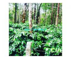 10 acre coffee estate for sale near Chikmagalur