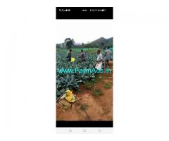 91 Cents Farm Property for sale in Ooty