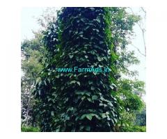 4 acre coffee estate for sale 40 km from Chikmagalur city