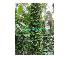 8 acres Coffee estate 2 Acres wetland for Sale at Coorg