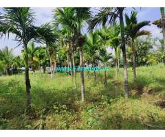3 acre Arecanut Plantation for Sale at Hiriyur