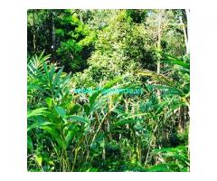 12 acre cardamom plantation for sale in Sakleshpur