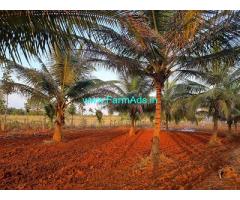 2 acre 22 guntas Coconut Farm Land for Sale near Kunigal