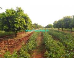 20 Acre yielding Mango plantation for sale Near Parashurampura