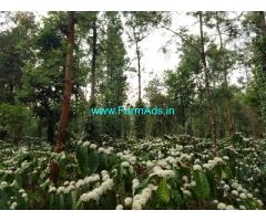 5 acre Robusta plantation sale in Chikmagalur