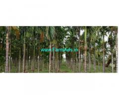 7 Acres yielding Areca plantation for sale between Sira and Hiriyur