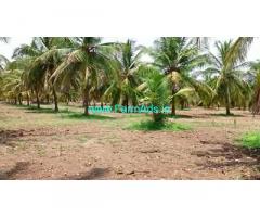 7 Acres Coconut Farm Land for Sale near Hiriyur, Challakere road