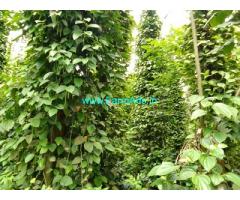 3 acre Coffee plantation sale in Belur