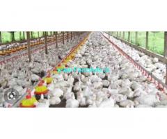Running Condition Poultry Farm for Sale in Puttur