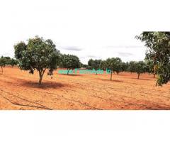 4 Acre 6 Gunta Mango Farm Land Sale at Srinivasapura