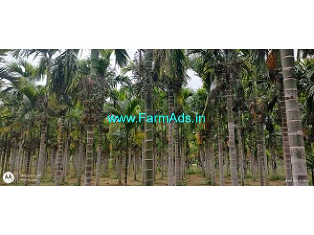 4 Acres Young yielding Areca for sale near Tumkur