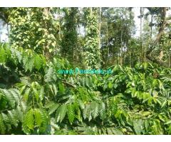 2.5 acre well maintained Robusta plantation sale in Mudigere