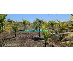 4.32 Acres Areca semi plantation for sale Near Sira town