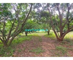 5 Acres Mango Garden for Sale Thiruvallur