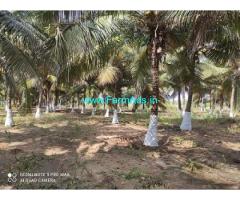 Total  8.20 acres Coconut trees Farm for Sale near Periyapatti