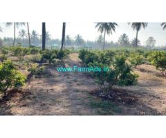 2 acre Guava plantation 18months old crop