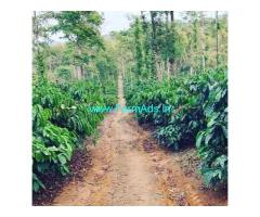 20 acre well maintained coffee estate for sale in Sakleshpur