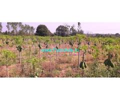 9 Acre 9 Gunta Multi Crop Farm Land for Sale near Byrakur
