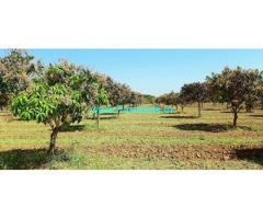 13 Acres of Well Developed Mango Farm Near Kolar Srinivasapura Road