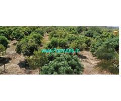80 Acres Mango plantation for sale near Pavagada