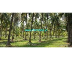 22 Acres Coconut Farm for Sale Mattaparai Village