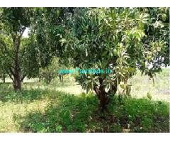 7 acres Mango Garden For sale near Koheda