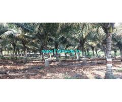 2 acre Coconut Farm Land for Sale near Mysore,Sri ram pura