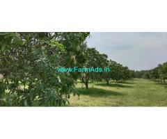 14 Acres developed mango farm land Sale Near by Srinivaspur
