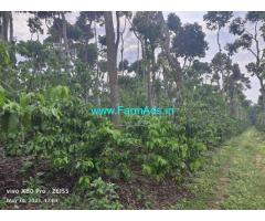7 Acre Robusta Plantation For Sale in Mudigere