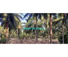 14 Acres Coconut Farm For Sale Near Negamam