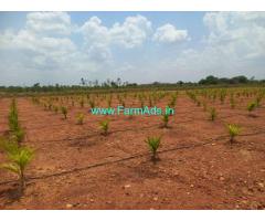 3 Acres Arecanut Tree Farm Land For Sale In Hiriyur