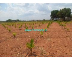 3 Acres Arecanut Tree Farm Land For Sale In Hiriyur