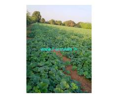 12 Gunta Agriculture Land For Sale Near Vikarabad