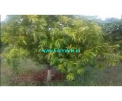 7 Acres Mango Farm For Sale In Vikarabad