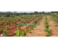 4 with 4 Acres Areca Semi Plantation For Sale In Kunigal