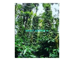 8 acre well maintained coffee estate for sale in Sakleshpur