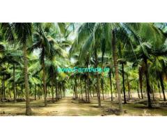 18 acres beautiful coconut farm for sale in Udumelpet