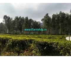 50 Cents Extent Tea Garden For Sale In Ooty
