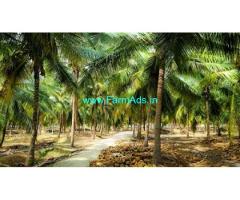 18 acres Well maintained coconut farm for sale in Udumelpet