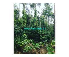 3 acre well maintained plantation for sale Belur Mudigere road