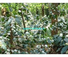 3 acre coffee land for sale near Chikmagalur