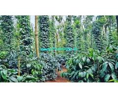 8 acre well maintained coffee plantation for sale in Sakleshpur