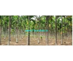 3 Acres yielding Areca plantation for sale near Tumkur Town